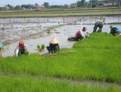 Babinsa Dampingi Petani Cabut Bibit Padi, Percepat Masa Tanam Babinsa Dampingi Petani Cabut Bibit Padi, Percepat Masa Tanam