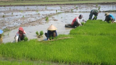 Babinsa Dampingi Petani Cabut Bibit Padi, Percepat Masa Tanam