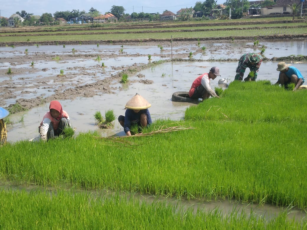 Babinsa Dampingi Petani Cabut Bibit Padi, Percepat Masa Tanam