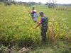 Babinsa Pantau Padi Menguning, Pastikan Produksi Tetap Optimal