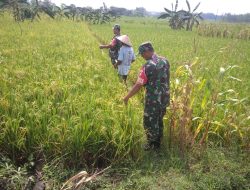 Babinsa Pantau Padi Menguning, Pastikan Produksi Tetap Optimal Babinsa Pantau Padi Menguning, Pastikan Produksi Tetap Optimal