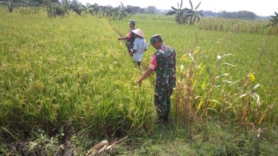 Babinsa Pantau Padi Menguning, Pastikan Produksi Tetap Optimal