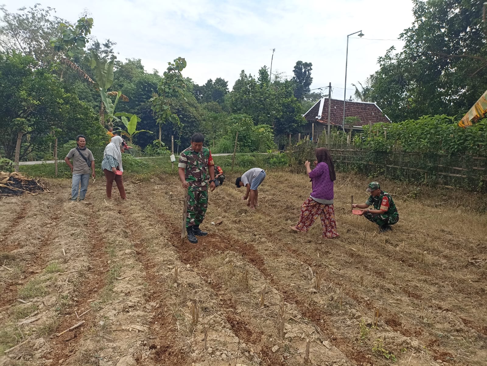 Tanam Benih Jagung Bersama Babinsa Warga Desa  Poleng Raih Harapan Panen Melimpah