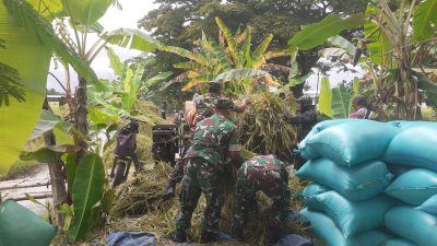 Babinsa Panen Raya Bareng Petani, Tumbuhkan Semangat Gotong Royong