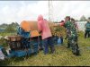 Babinsa Turun Sawah, Dampingi Petani Panen Padi