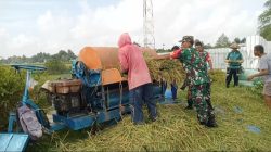 Babinsa Turun Sawah, Dampingi Petani Panen Padi