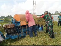 Babinsa Turun Sawah, Dampingi Petani Panen Padi Babinsa Turun Sawah, Dampingi Petani Panen Padi