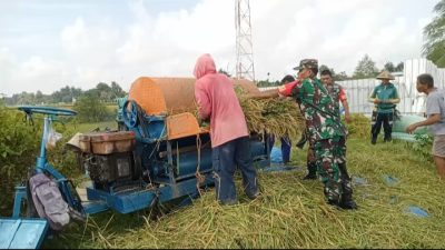 Babinsa Turun Sawah, Dampingi Petani Panen Padi