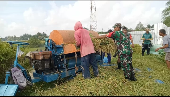 Babinsa Turun Sawah, Dampingi Petani Panen Padi