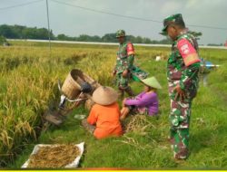 Ngobrol Santai di Pinggir Sawah, Babinsa Dapatkan Informasi Langsung dari Petani Ngobrol Santai di Pinggir Sawah, Babinsa Dapatkan Informasi Langsung dari Petani