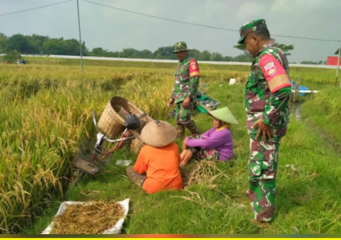 Ngobrol Santai di Pinggir Sawah, Babinsa Dapatkan Informasi Langsung dari Petani