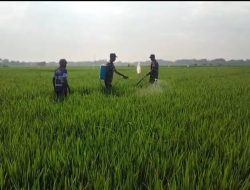 Babinsa Berperan Aktif dalam Pembasmian Hama, Bantu Petani Semprot Tanaman Babinsa Berperan Aktif dalam Pembasmian Hama, Bantu Petani Semprot Tanaman
