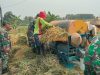 Babinsa Bantu Panen Padi, Tingkatkan Efisiensi dan Hasil Petani