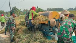Babinsa Bantu Panen Padi, Tingkatkan Efisiensi dan Hasil Petani