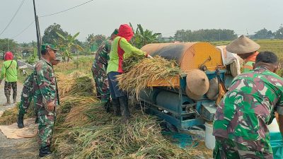 Babinsa Bantu Panen Padi, Tingkatkan Efisiensi dan Hasil Petani