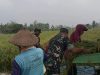 Babinsa Panen Raya Bergandengan Tangan Menuju Kemakmuran Petani