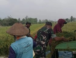 Babinsa Panen Raya Bergandengan Tangan Menuju Kemakmuran Petani Babinsa Panen Raya Bergandengan Tangan Menuju Kemakmuran Petani