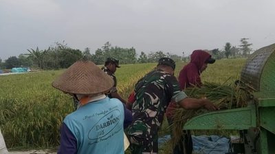 Babinsa Panen Raya Bergandengan Tangan Menuju Kemakmuran Petani