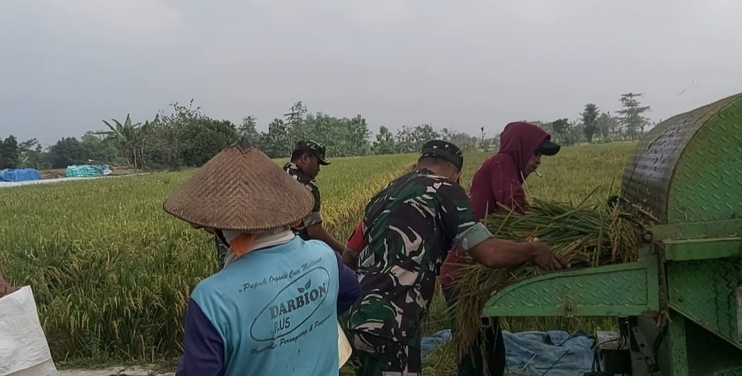 Babinsa Panen Raya Bergandengan Tangan Menuju Kemakmuran Petani