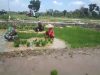 Babinsa Turun Sawah, Bantu Petani Cabut Benih Padi