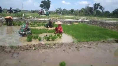 Babinsa Turun Sawah, Bantu Petani Cabut Benih Padi