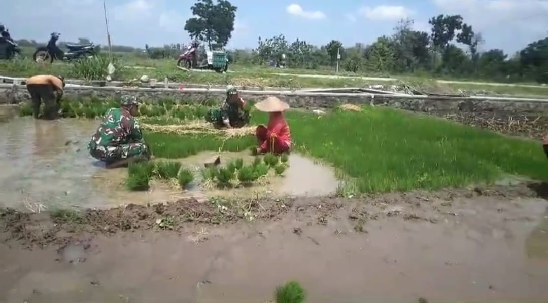 Babinsa Turun Sawah, Bantu Petani Cabut Benih Padi