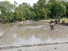 Babinsa Berjibaku, Bantu Petani Bajak Sawah
