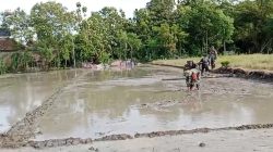 Babinsa Berjibaku, Bantu Petani Bajak Sawah