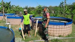 Babinsa Berikan Pendampingan Budidaya Kolam Ikan Lele di Desa Tegaldowo
