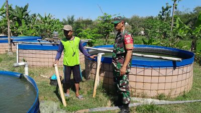 Babinsa Berikan Pendampingan Budidaya Kolam Ikan Lele di Desa Tegaldowo