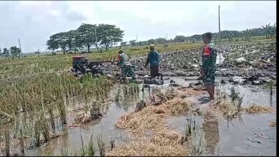 Babinsa Dampingi Petani Bajak Sawah Gotong Royong Menuju Swasembada Pangan
