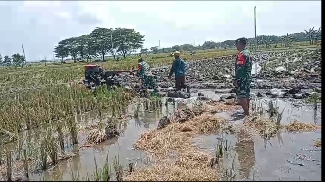 Babinsa Dampingi Petani Bajak Sawah Gotong Royong Menuju Swasembada Pangan