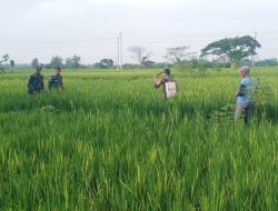 Babinsa Kendalikan Hama Padi dengan Penyemprotan