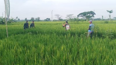 Babinsa Kendalikan Hama Padi dengan Penyemprotan