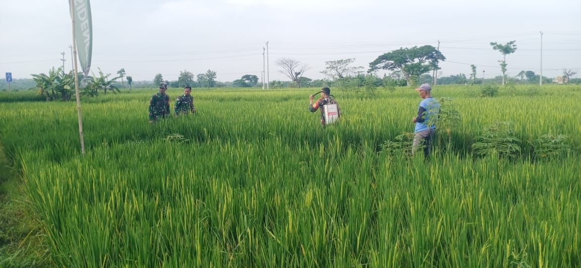Babinsa Kendalikan Hama Padi dengan Penyemprotan