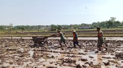 Babinsa Bantu Petani Bajak Sawah dengan Traktor, Tingkatkan Produktivitas Pertanian