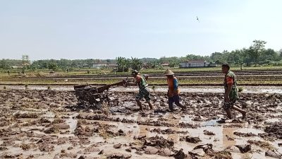 Babinsa Bantu Petani Bajak Sawah dengan Traktor, Tingkatkan Produktivitas Pertanian