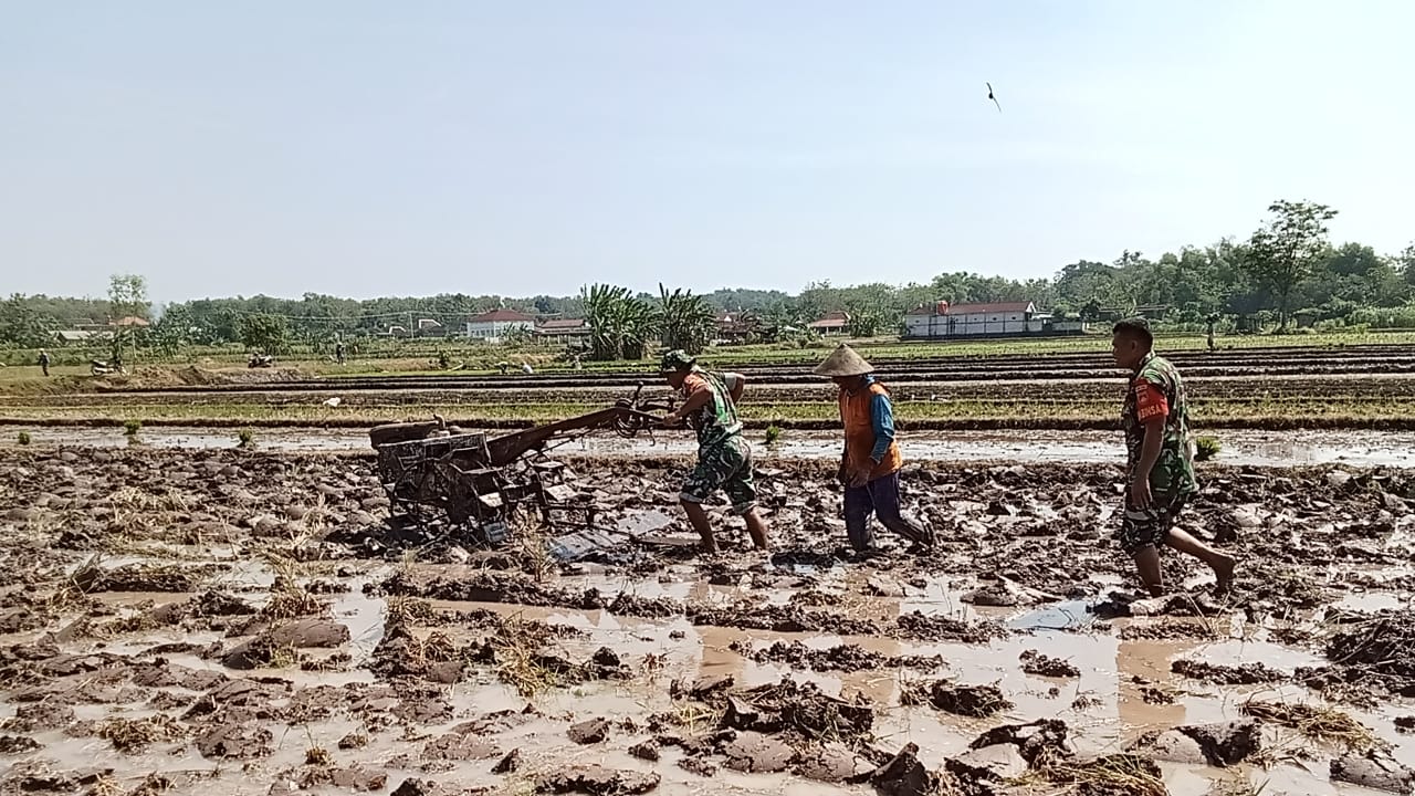 Babinsa Bantu Petani Bajak Sawah dengan Traktor, Tingkatkan Produktivitas Pertanian