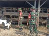 Babinsa Pantau Perkembangan Ternak Kambing, Wujud Pendampingan