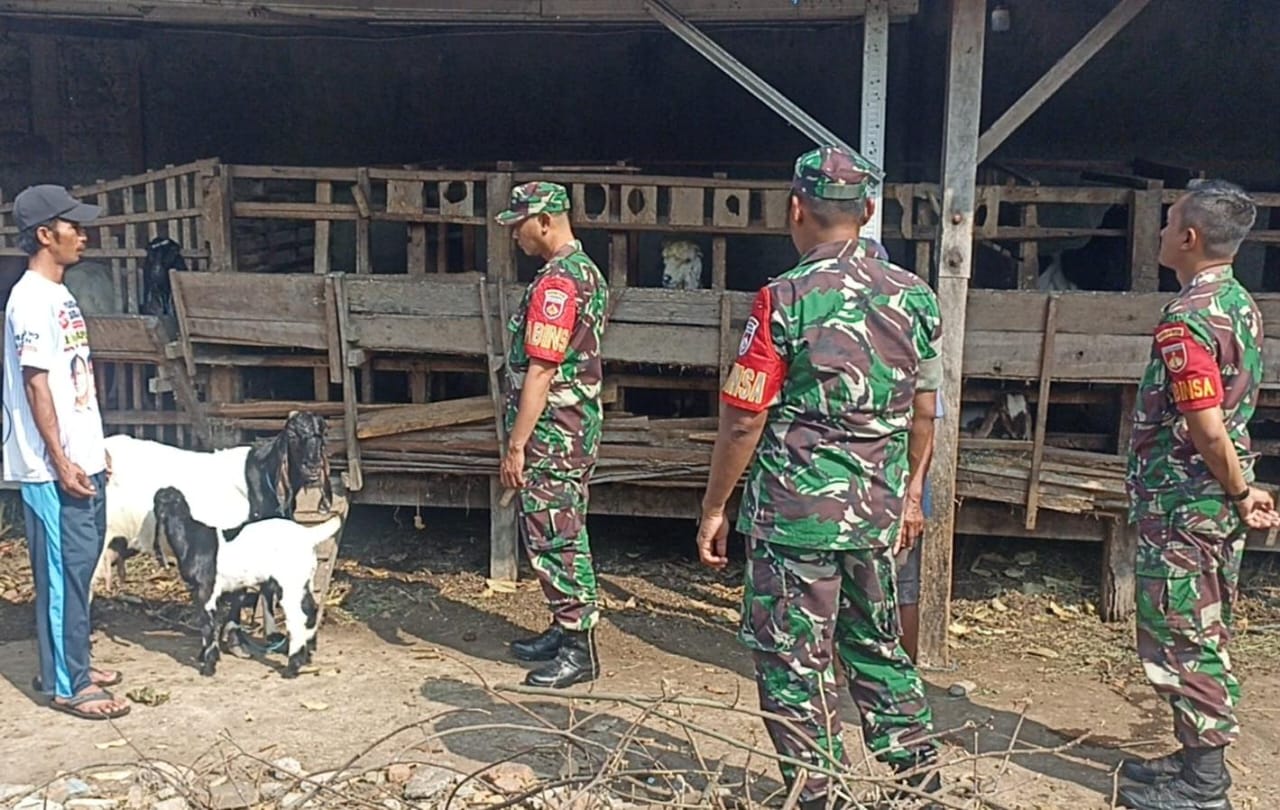 Babinsa Pantau Perkembangan Ternak Kambing, Wujud Pendampingan