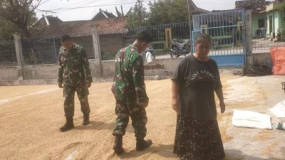 Babinsa Bantu Petani Jemur Padi, Ringankan Beban Petani
