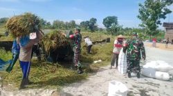 Babinsa Ikut Panen Raya, Wujudkan Nyata Dukungan TNI
