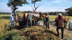 Babinsa Bergotong Royong Bantu Panen Padi, Wujudkan Ketahanan Pangan