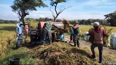 Babinsa Bergotong Royong Bantu Panen Padi, Wujudkan Ketahanan Pangan
