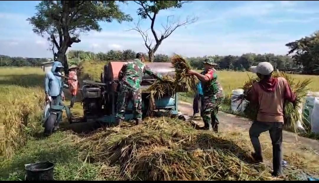 Babinsa Bergotong Royong Bantu Panen Padi, Wujudkan Ketahanan Pangan
