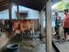Babinsa Berbagi Ilmu dan Semangat, Kunjungi Peternak Sapi
