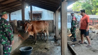 Babinsa Berikan Pendampingan dan Motivasi pada Peternak Sapi Lokal