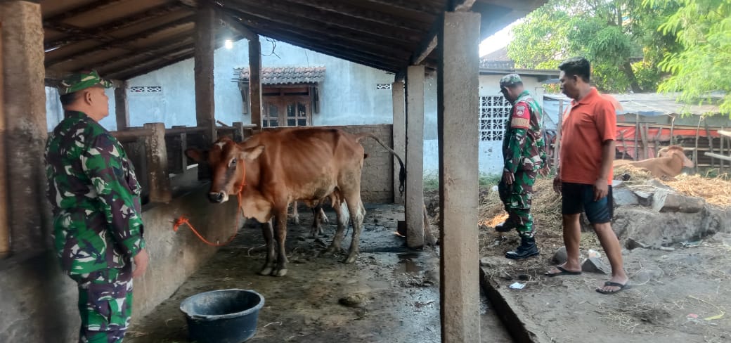 Babinsa Berikan Pendampingan dan Motivasi pada Peternak Sapi Lokal