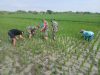 Babinsa Bergotong Royong Membersihkan Hama Rumput, Memberikan Kontribusi Dalam Meningkatkan Kesejahteraan Petani