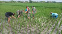 Babinsa Bergotong Royong Membersihkan Hama Rumput, Memberikan Kontribusi Dalam Meningkatkan Kesejahteraan Petani
